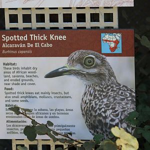 Cape Thick-Knee Signge