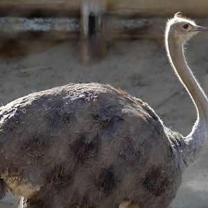 Somali Ostrich