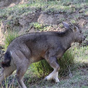 Central Chinese Goral