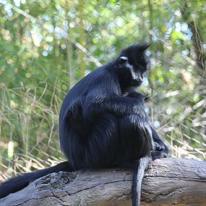 Francois' Langur