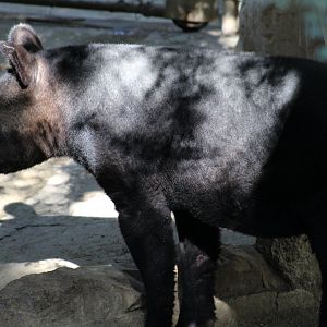 Mountain Tapir