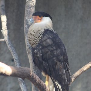 Northern Crested Caracara