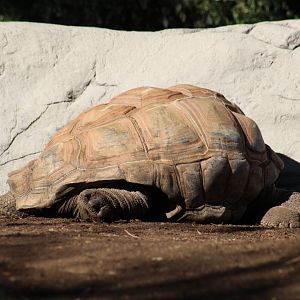 Aldabra Giant Tortoise