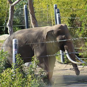 Asian Elephant Bull