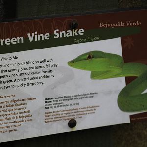 Green Vine Snake Signage
