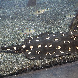 Xingu River Stingray & Tetras
