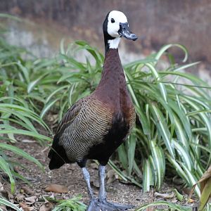 White-Faced Whistling-Duck