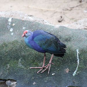 Grey-Headed Swamphen