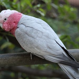 Galah