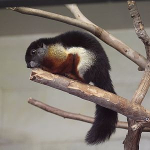 Bangka Prevost's Squirrel