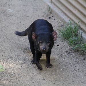 Tasmanian Devil