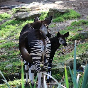 Okapi with Calf