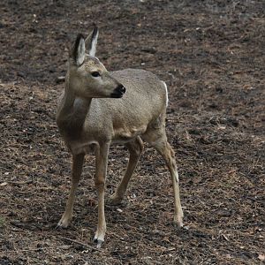 Siberian Roe Deer (Capreolus pygargus)