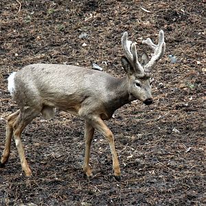 Siberian Roe Deer (Capreolus pygargus)