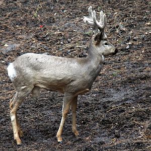 Siberian Roe Deer (Capreolus pygargus)