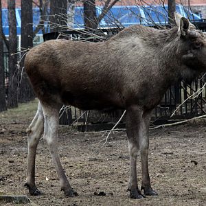 Eurasian elk or moose (Alces alces alces)