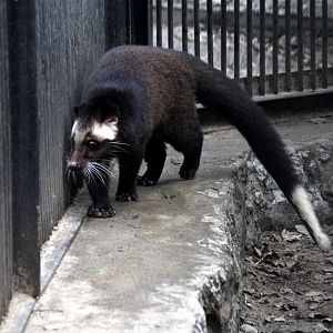 masked palm civet (Paguma larvata)