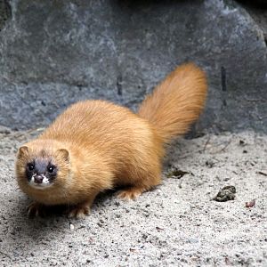 Siberian weasel (Mustela sibirica)