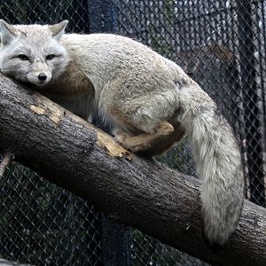 Corsac fox (Vulpes corsac)
