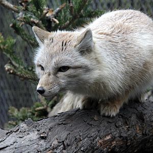 Corsac fox (Vulpes corsac)