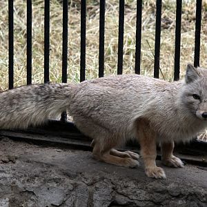 Corsac fox (Vulpes corsac)