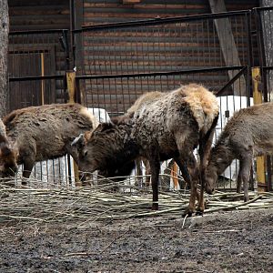 Altai wapiti (Cervus canadensis sibiricus)