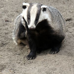Asian badger (Meles leucurus)