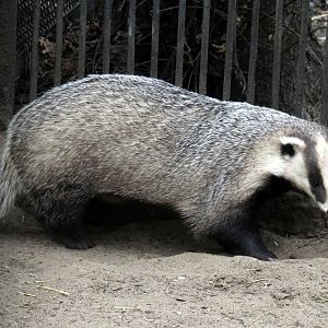 Asian badger (Meles leucurus)