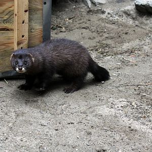 European mink (Mustela lutreola)