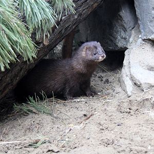 European mink (Mustela lutreola)