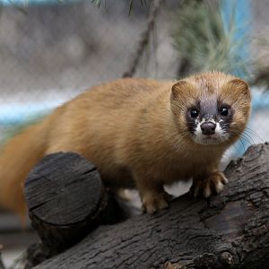 Siberian weasel (Mustela sibirica)