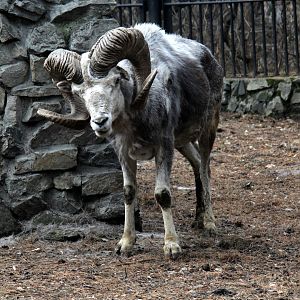 Altai argali (Ovis ammon ammon)