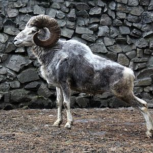 Altai argali (Ovis ammon ammon)