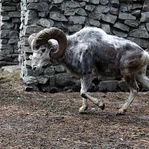 Altai argali (Ovis ammon ammon)