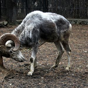 Altai argali (Ovis ammon ammon)