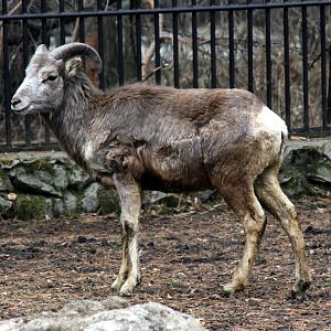 Altai argali (Ovis ammon ammon)
