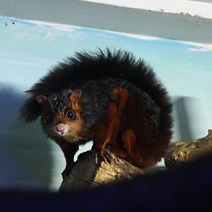 spotted giant flying squirrel (Petaurista elegans)