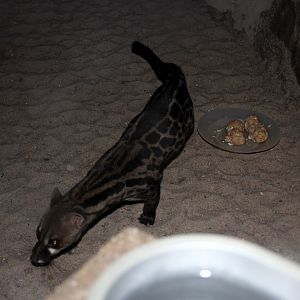 pardine genet (Genetta pardina)