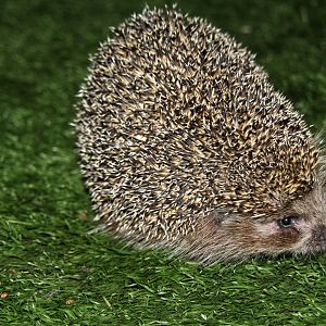 West European hedgehog (Erinaceus europaeus)