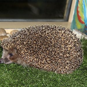 West European hedgehog (Erinaceus europaeus)