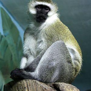 Grivet or Green monkey (Chlorocebus aethiops)