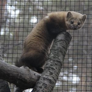 Sable (Martes zibellina)