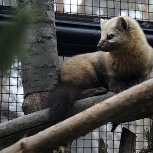 Sable (Martes zibellina)