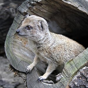 Yellow mongoose (Cynictis penicillata)