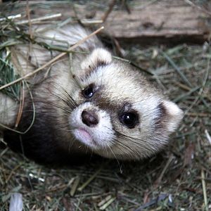 Steppe polecat (Mustela eversmanii)