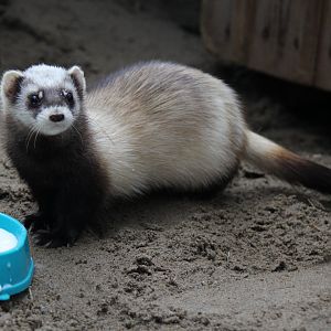 Steppe polecat (Mustela eversmanii)