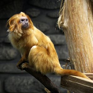 Golden lion tamarin (Leontopithecus rosalia)