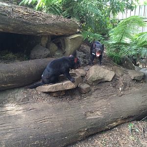 Tasmanian Devil