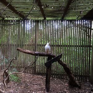 Grey Goshawk (Accipiter novaehollandiae)- White Morph