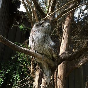 Tawny Frogmouth (Podargus strigoides)
